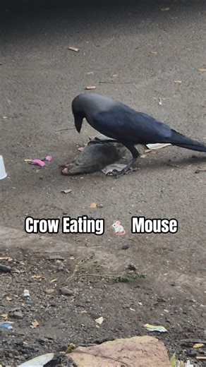 Crow Eating Mouse 8