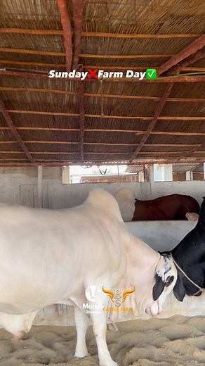 😎❤️ #mandiobsessed #trending #viral #views #fyp #cow #cattles #shorts #reels #bakraeid2026 #season2026 | Mandi Obsessed