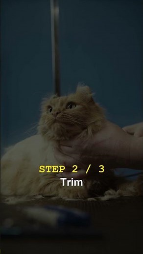How to Trim Your Cat's Nails Without Losing Their Trust