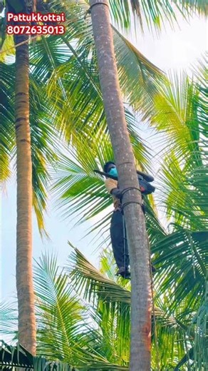 sabarinathan tree cutter services pattukkottai8072635013