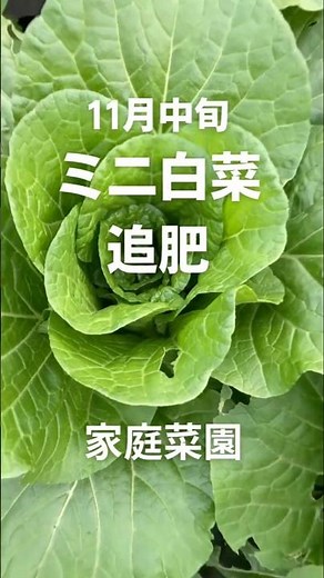 【家庭菜園】結球前のミニ白菜への追肥