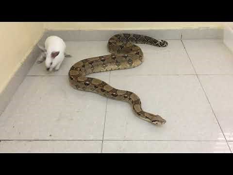 Live Feeding | Boa Constrictor Eating Rabbit | افتراس