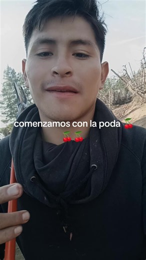 Poda de cerezos: cómo comenzar paso a paso