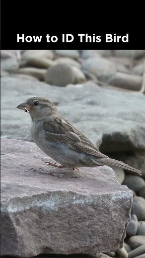 Can you identify this bird?