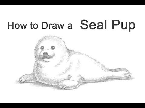How to draw a Seal Pup (Harp Seal)