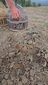 20K views · 206 reactions | A Joyful Partridge Dance for Her Chicks’ Feast #partridgechicks #termites #pets #trending #viral | Birds 9 | Facebook