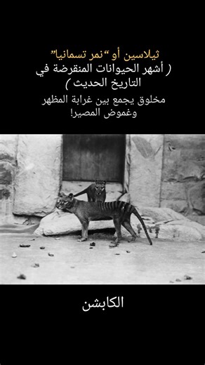 Mythoria on Instagram‎: "ثيلاسين أو “نمر تسمانيا” هو واحد من أغرب وأشهر الحيوانات المنقرضة في التاريخ الحديث، مخلوق يجمع بين غرابة المظهر وغموض المصير. كان يشبه الكلب في رأسه ورشاقته، والضبع في جسده، مع خطوط داكنة تمتد على ظهره كوشم طبيعي، تمنحه مظهرًا فريدًا وكأنه من عالم آخر، لا من هذا العالم البري الذي نعرفه اليوم. الثيلاسين كان جرابيًا، أي ينتمي إلى فصيلة الجرابيات، رغم مظهره الذي قد يوحي بأنه من الثدييات التقليدية. جسده الطويل والنحيل، وأرجله الأمامية الأقصر من الخلفية، وذيله السميك، جعلته