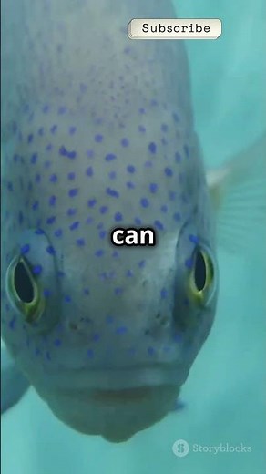 "Barreleye Fish 🐟: The Incredible Fish with a See-Through Head!"