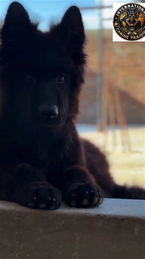All Dogs Professional Basic Training #dog #training