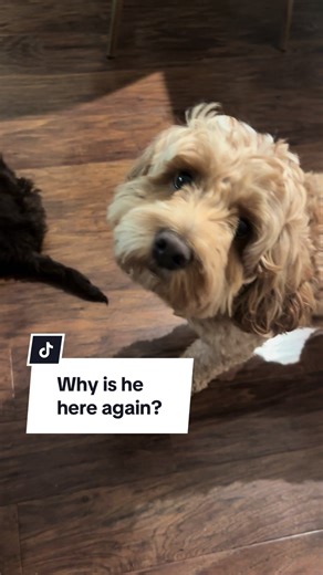 The boys are getting along….. well better than yesterday! #cockapoo #puppytiktok #newpuppy