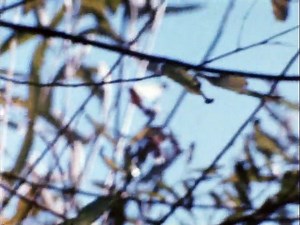 Diaries, Notes, and Sketches | movie | 1969 | Official Trailer