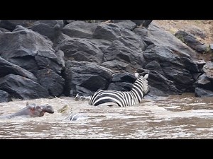 Hippo saves zebra from huge crocodile