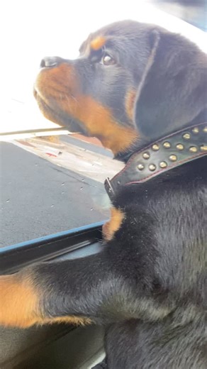 1K views · 13 reactions | Dogs for life #dmx #rip #hickshendrixkennels #louisvilleky #letsride #pet #fyp #rottweiler #lifestyle | HicksHendrix Kennels | Facebook