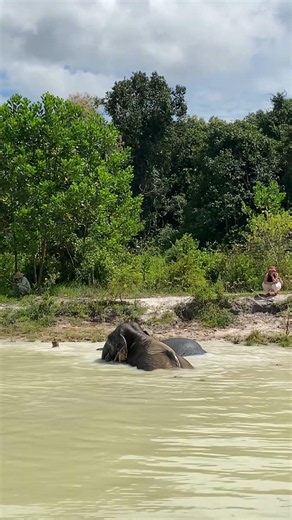 Where Elephants Find Freedom and Joy-From Rescue to Happiness: Life of Elephants