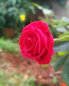 20K views · 9.4K reactions | Red Roses Have a nice day | Roses | Facebook