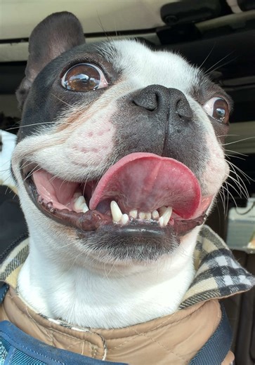 Are Boston Terriers Dangerous? Find Out Now!