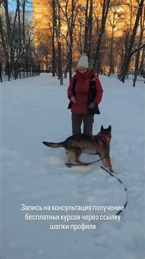 German Shepherd Puppy Training Example