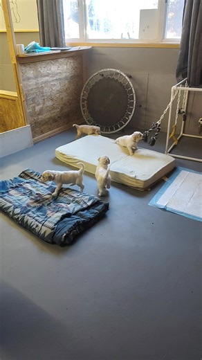 Happy Saturday, everyone. The nuggets get to play while I clean their other pen. | Strider Doodles