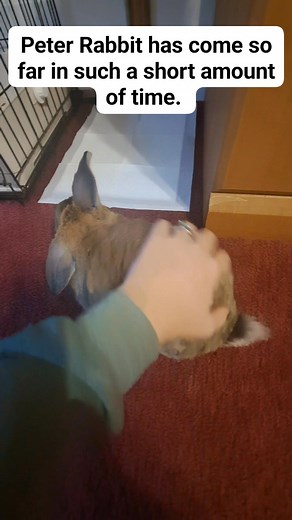 Peter Rabbit loves his rubbins  and I love my Peter Rabbit 殺 | Happy Hughes Homestead | Facebook