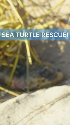 Saving Sea Turtles: A Rescue Mission Story