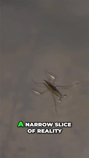 Frozen Insects Wake Up Unharmed 🧊 #survival #insectfacts