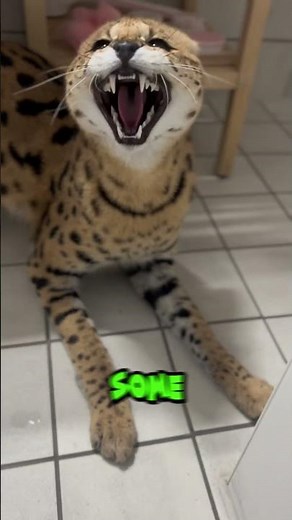 Serval – The Wild Cat Some People Keep at Home!