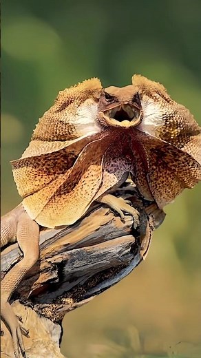 Frilled-Neck Lizard: Nature's Little Dragon!