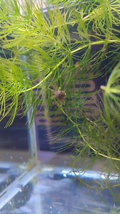 🦀 Thai Micro Crab A tiny, fully aquatic dwarf crab known for its delicate legs and peaceful nature. Perfect for nano tanks, planted setups, and shrimp communities—these shy little critters love hiding in plants and moss while gently filter-feeding. #ThaiMicroCrab #NanoCrab #AquariumHobby #FreshwaterCrab #PlantedTank #vivariummanila | Vivarium Manila