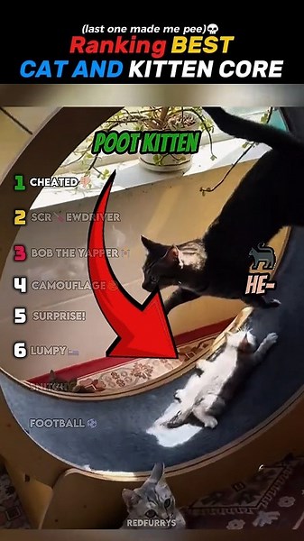 Ranking BEST CAT AND KITTEN Core Moments!!🐱