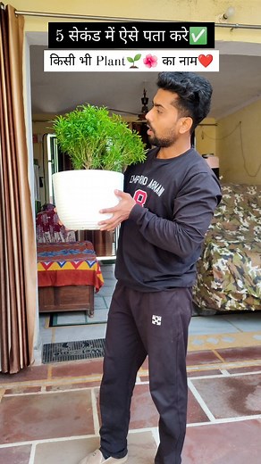 21K views · 379 reactions | क्या आपको पता था ये??? . . #plants #garden #gardening #googlelens #google #viral #aralia #flowers #follow | Bageeche Wala | Facebook