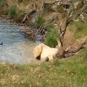 3.4M views · 59K reactions | Moose attacked | Animals Kingdom | Facebook