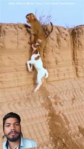 monkey save baby goat #viral #funny #ytshorts #wildtv #yt #animals #comedy #video #vlog #shorts #sad