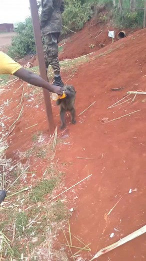 jemal habibi allah (@jemalhabibi2)’s videos with original sound - jemal habibi allah