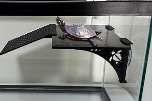 Turtle Basking Dock Turtle Dock Turtle Basking Platform Turtle Basking Area Made for Small to Medium Turtles - Etsy