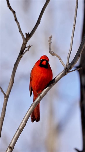 Evening Michigan! ❄️❤️ When the winter sun hits just right, this cardinal blazes red against the snow—pure Michigan magic that warms the heart. They say these bold birds bring hope… and visits from loved ones watching over us. Who else believes that when a cardinal appears? 👇 #PureMichigan #MichiganBirds #Cardinal #MichiganWinter #BackyardBirds | All About • Michigan