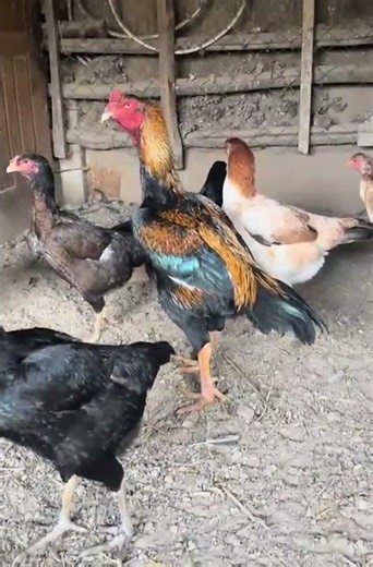 OH shamo breed fighting 🔥