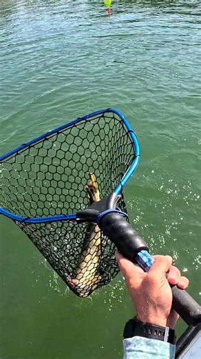 Catching a longnose GAR (100 GAR GUY)