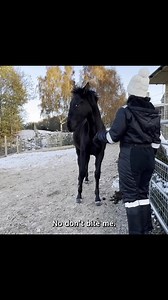 270K views · 2.9K reactions | Feisty Foal to Friendly Foal in 24hrs with 2 home training sessions with Michael Peace. | Michael Peace - Think Equus | Facebook