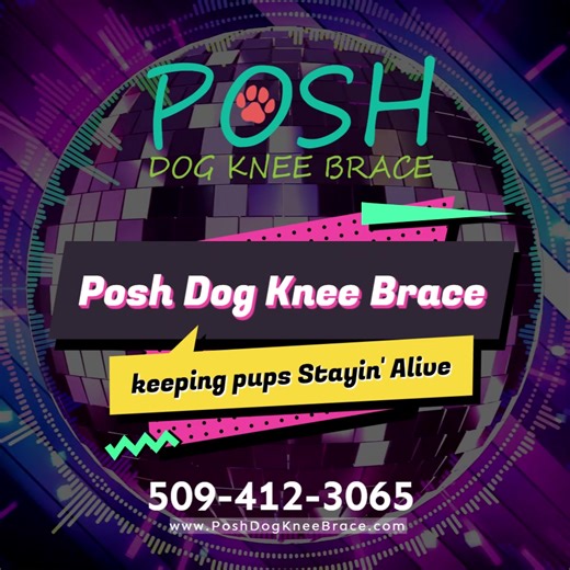 Posh Dog Knee Brace (@poshdogkneebrace)’s videos with original sound - Posh Dog Knee Brace
