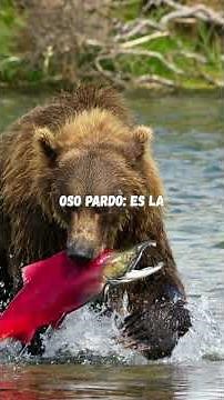 🐼Osos: Especies, Hábitat y Características🐻