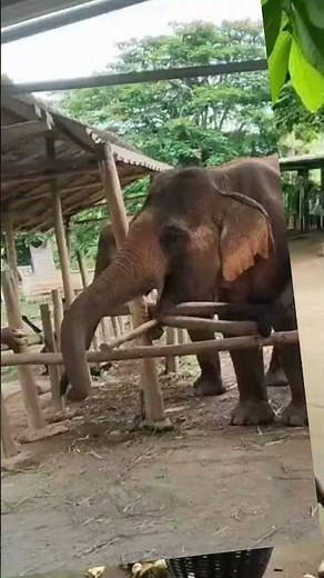 🐘 Help Save Elephants from Extinction | Protect Their Future 💚 #elephantsanctuary