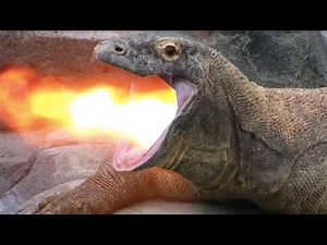 Komodo Dragon Breathing Fire