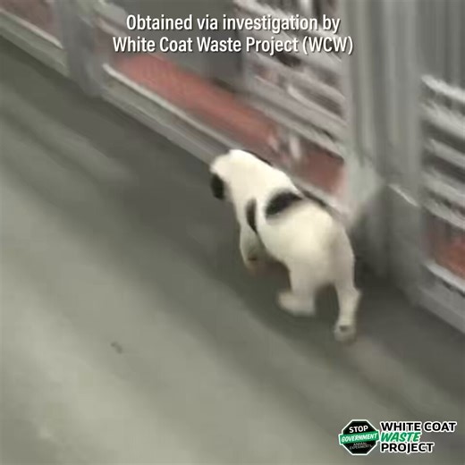 🚨 Tax Day Animal Testing Countdown: Day 7 🚨EXCLUSIVE: Under RFK @SecKennedy and Jay Bhattacharya @DrJBhattacharya, NIH funded more cruel dog testing LAST WEEK.White Coat Waste @WhiteCoatWaste found that since April 1 @NIH gave millions in new taxpayer funding for dog testing at this @Penn lab and others.NIH Director Jay Bhattacharya @NIHDirector_Jay and @HHSGov have been misleading me, the public and the press about this for a year.One year ago, Bhattacharya told White Coat Waste @WhiteCoatWas