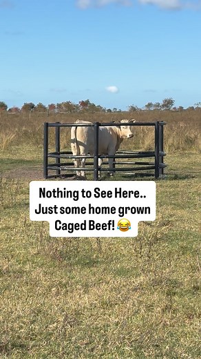 3.6K views · 624 reactions | Just another day on the ranch! #farmwifefarmlife #cattle #cows | Nikki - The Farm Wife The Farm Life | Facebook