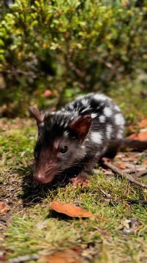 Animals of Tasmania on Instagram: "Eastern quoll enjoying his flies. Solitary and agile, eastern quolls are active hunters and display high levels of alertness. They are also known to scavenge on carcasses of larger animals #tasmania #wildlife #cuteanimals #australia #animallovers"