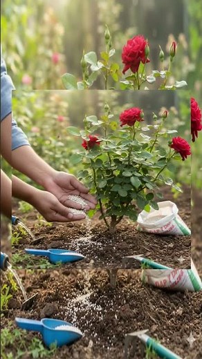 How to use fertilizers for rose plants #rosegarden