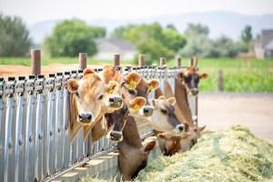 Farm to Table - Nevada Dairy Farmers