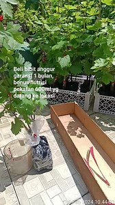 476 reactions · 246 comments | Bibit anggur | Asep Rohmana | Facebook