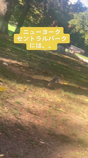 NY at セントラルパーク #NY #bandmaid #セントラルパーク