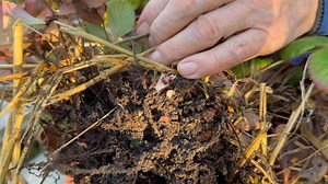 11K views · 185 reactions | #BobFlowerdew on… Vine Weevil Please FOLLOW MY NEW X profile https://x.com/realflowerdew Website is at https://bobflowerdew.com | Bob Flowerdew | Facebook